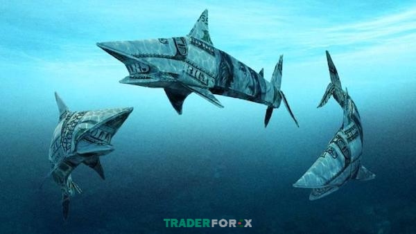 ca-map-trong-forex-2 Khám phá chủ đề cá mập trong Forex và cách giao dịch hiệu quả trên thị trường